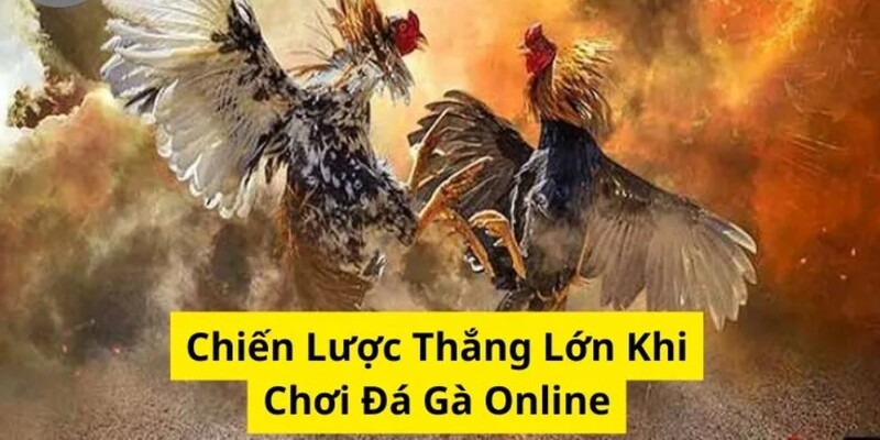 Hướng dẫn thành viên cách chơi và quy tắc trong luật chọi kê